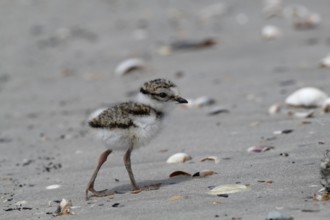 Little Ringed Plover (Charadrius hiaticula), young bird foraging on the beach, Lower Saxon Wadden