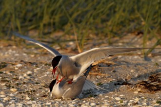 Common Tern (Sterna hirundo), copula, mating in the evening light in front of the colony, Lower