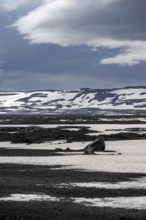 Snow-covered volcanic landscape with volcanic sand and petrified lava, crater of Askja volcano,