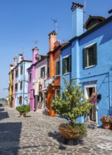 Colourful houses with flowers, colourful house facades, alleys on the island of Burano, Venice,