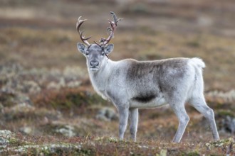 Wild mountain reindeer (Rangifer tarandus tarandus), reindeer, in autumn tundra, Forollhogna