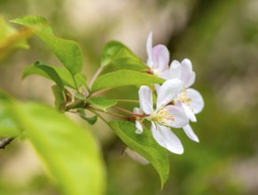 White blossoms of an apple tree (Malus domestica), close-up, Bavaria, Germany, Europe