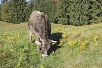 Allgäuer Braunvieh (Bos primigenius taurus), Allgäu, Bavaria, Germany, Europe