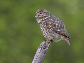 Little Owl (Athene noctua), on dead apple tree branch, biosphere area, Swabian Alb,