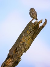 Little Owl (Athene noctua), on a dead lichen-covered apple tree branch at blue hour, Biosphere