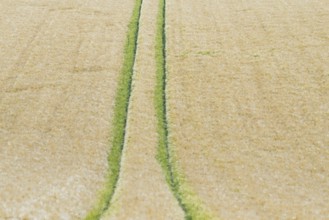 View of a grain field, barley (Hordeum vulgare), tractor tracks, North Rhine-Westphalia, Germany,