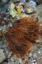 Fluorescent bubble-tip anemone (Entacmaea quadricolor) with red sea clownfish (Amphiprion