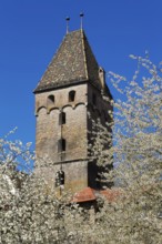 Metzgerturm, medieval city gate, brick tower, city fortification, trees, spring blossom, Ulm,