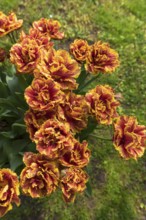 Tulip flowers (Tulipa) in a city park, Lahr, Baden-Württemberg, Germany, Europe