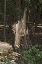 Splintered tree trunk due to storm, Bavaria, Germany, Europe