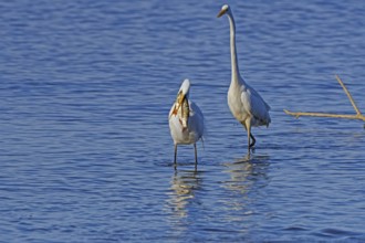 Great egret standing in the water, devouring a pike, behind another Great White Egret (Ardea alba),