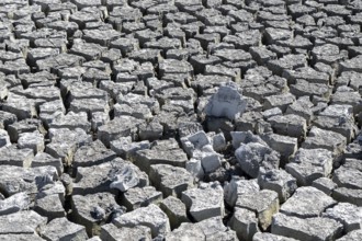 Cracked earth, heavily dried out Zicksee, Lake Neusiedl-Seewinkel National Park, Burgenland,