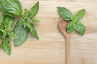 Cooking spoon and basil (Ocimum basilicum)