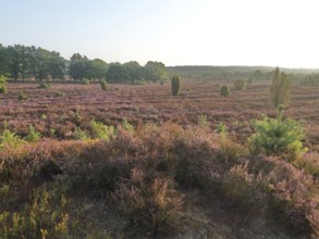 Heath blossom in the early morning in the Lüneburg Heath nature Park. The landscape in the heath