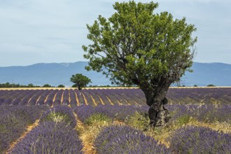 Trees in a lavender field, flowering true lavender (Lavandula angustifolia), near Puimoisson,