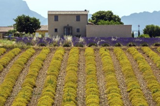 Field with yellow yarrow (Eriophyllum confertiflorum) and true common lavender (Lavandula