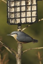 Eurasian nuthatch (Sitta europaea) at winter feeding, Allgäu, Bavaria, Germany, Europe