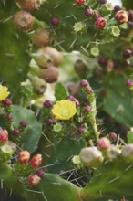 Indian fig opuntia (Opuntia ficus-indica) blossoms and fruits, ebro delta, Catalonia, Spain, Europe