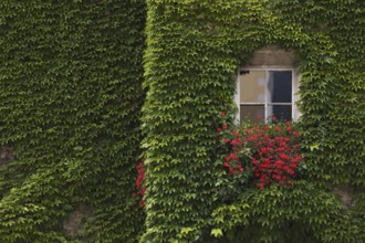 Ivy on the house wall, Cathedral Square, Bressanone, South Tyrol, Trentino, Italy, Europe