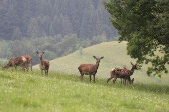 Red deer (Cervus elaphus) mixed herd on a summer mountain meadow Allgäu, Bavaria, Germany, Europe