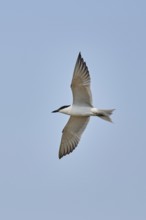 Gull-billed tern (Gelochelidon nilotica) flying in the sky, hunting, ebro delta, Catalonia, Spain,