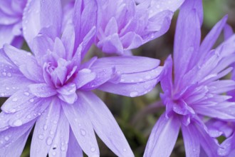 Autumn crocus (Colchicum speciosum Waterlily), Emsland, Lower Saxony, Germany, Europe