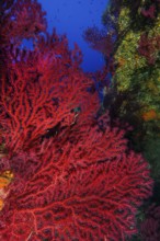 Large fan of red violescent sea-whip (Paramuricea clavata), Mediterranean fan coral with