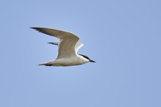 Gull-billed tern (Gelochelidon nilotica) flying in the sky, hunting, ebro delta, Catalonia, Spain,