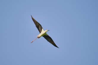 Black-winged stilt (Himantopus himantopus) flying in the sky, ebro delta, Catalonia, Spain, Europe