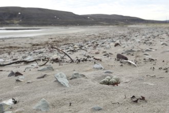 Eurasian oystercatcher (Haematopus ostralegus) Clutch in shore sand, Northern Norway, Scandinavia