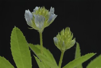 Flower of blue fenugreek, blue fenugreek, Trigonella caerulea, Meliotus coerulea, spice and