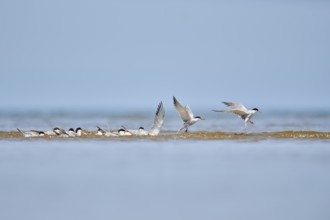 Elegant tern (Thalasseus elegans) starting from the sea, hunting, ebro delta, Catalonia, Spain,