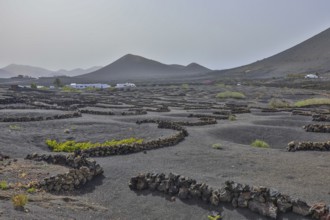 Vineyards around La Geria with volcanoes, Lanzarote, Canary Islands, Spain, Europe