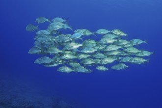 Shoal of sand steenbras (Lithognathus mormyrus) swimming through open water blue water, East