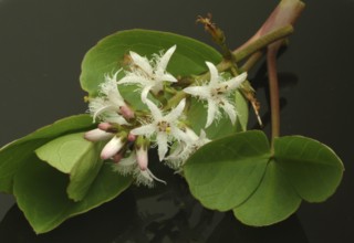 Bog bean (Menyanthes trifoliata) or bitter clover, medicinal plant