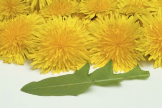 Common dandelion (Taraxacum) Ruderalia, Taraxacum officinale, medicinal plant, the most important