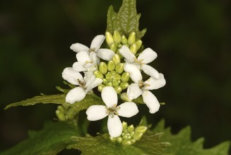 Garlic mustard (Alliaria petiolata), also garlic herb, leek herb, medicinal plant has antiseptic,