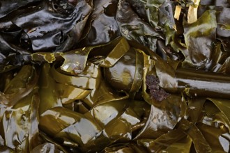 Seaweed and sea grass on the seashore, Vancouver Island, Canada, North America