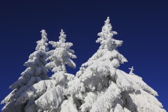 Winter landscape in the Fichtelgebirge, Bayreuth district, Upper Franconia, Bavaria, Germany,