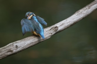 Common kingfisher (Alcedo atthis) preening, Emsland, Lower Saxony, Germany, Europe