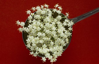 Elderflower, black elder (Sambucus) nigra, medicinal plant, is considered a proven household remedy