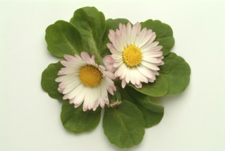 Common daisy (Bellis perennis), medicinal plant, naturopathy classifies the daisy among other