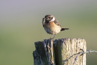 European stonechat (Saxicola rubicola), adult, female, sitting on fence post, feeding, with