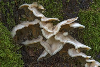 Jelly-fleshed pleco (Merulius tremellosus) in mixed forest, Bavaria, Germany, Europe