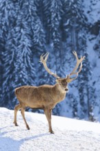 Red deer (Cervus elaphus) stag on a snowy meadow in the mountains in tirol, Kitzbühel, Wildpark