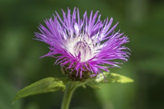 Psephellus dealbatus (Centaurea dealbata), flower, Baden-Württemberg, Germany, Europe