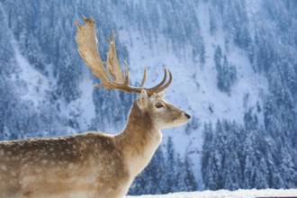 European fallow deer (Dama dama) buck portrait in the mountains in tirol, snow, Kitzbühel, Wildpark