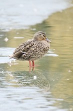 Wild duck (Anas platyrhynchos), female standing on a frozen lake, Bavaria, Germany Europe