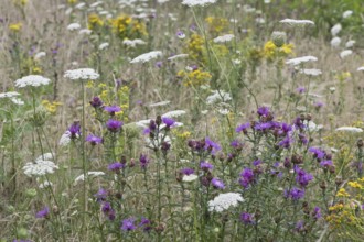 Wildflower meadow, Emsland, Lower Saxony, Germany, Europe