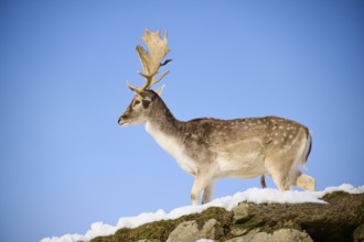 European fallow deer (Dama dama) buck on a snowy meadow in the mountains in tirol, Kitzbühel,